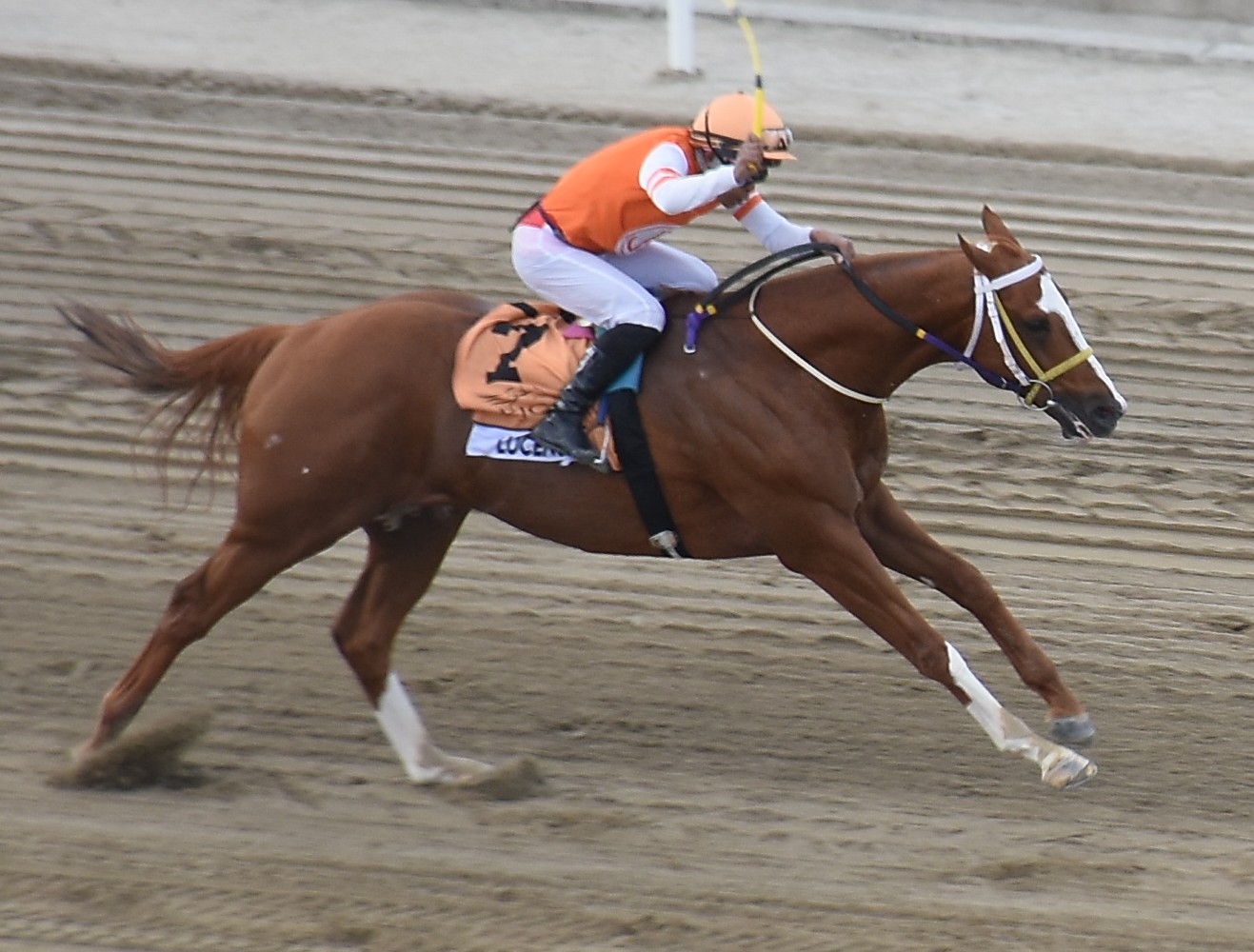 Lucency in Record Breaking Win